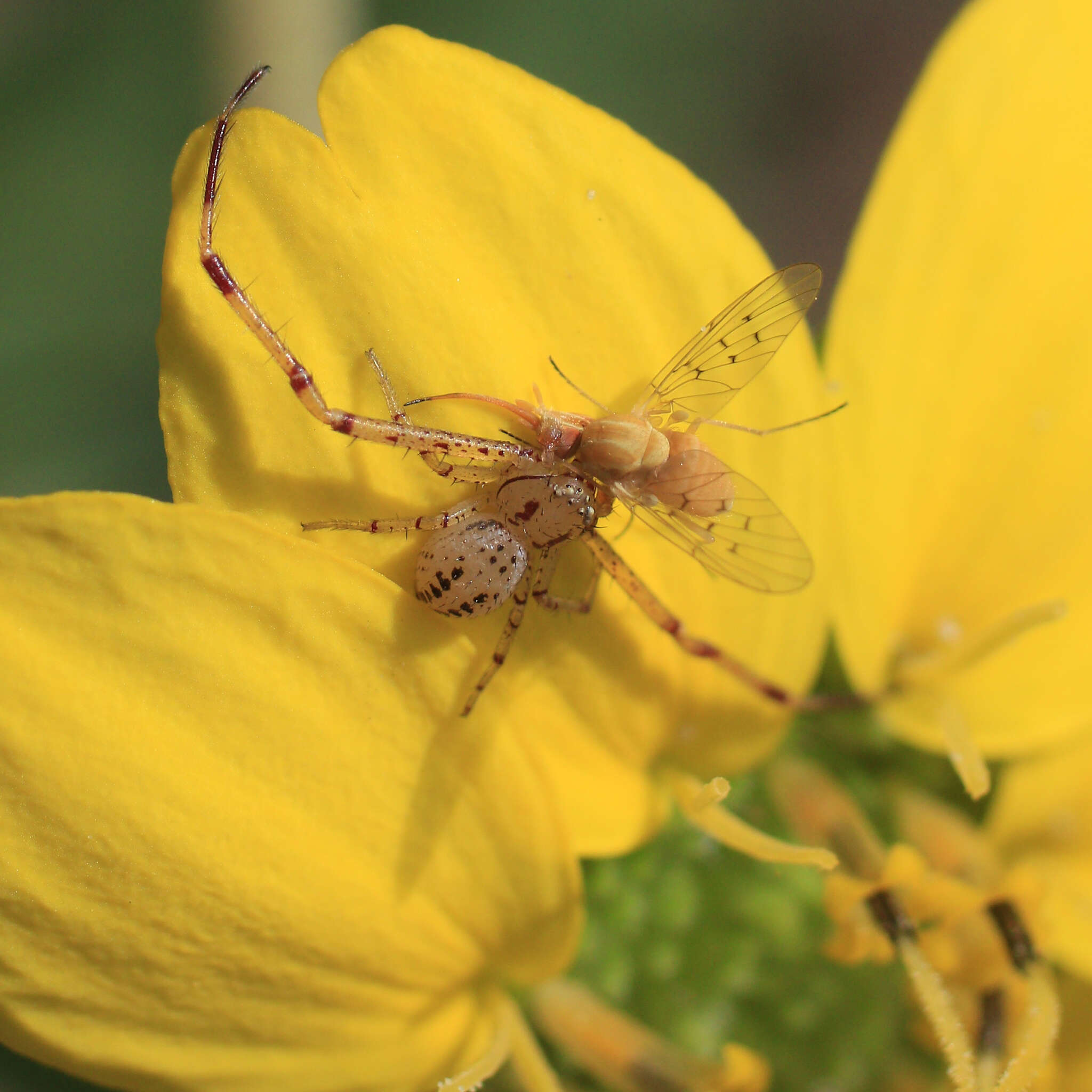 Poecilognathus sulphureus resmi