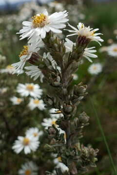 Image of Olearia brevipedunculata N. G. Walsh