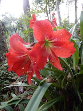 Image of Hippeastrum reginae (L.) Herb.