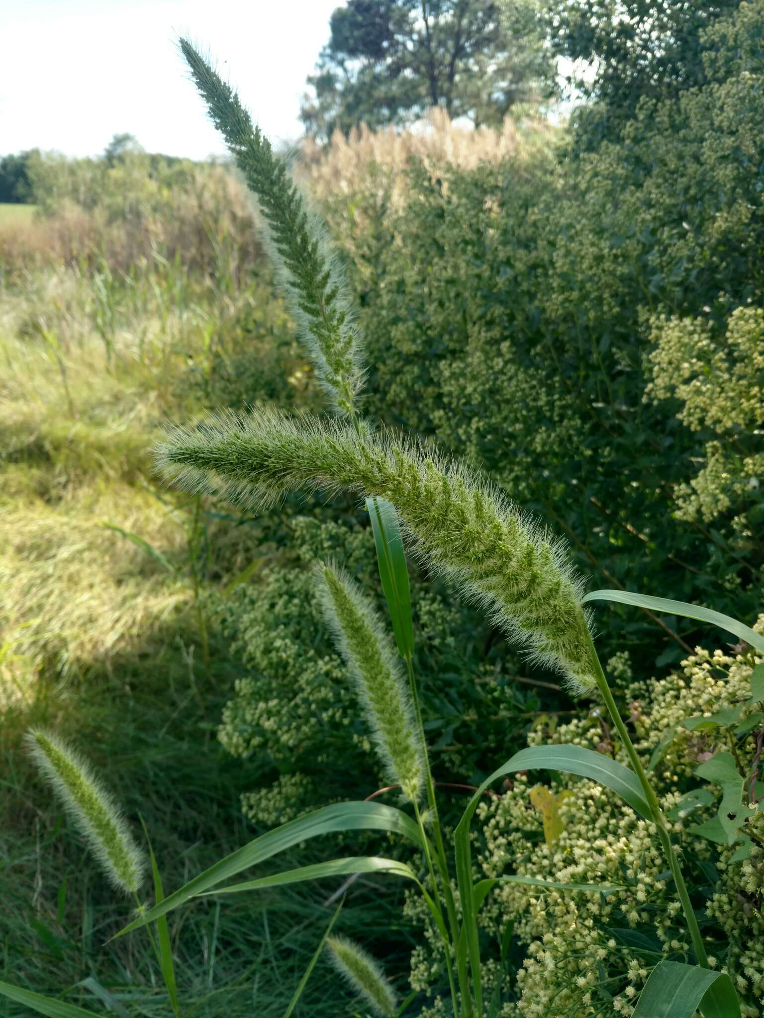 Image of Giant Bristle Grass