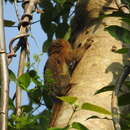 Image of eastern pygmy marmoset