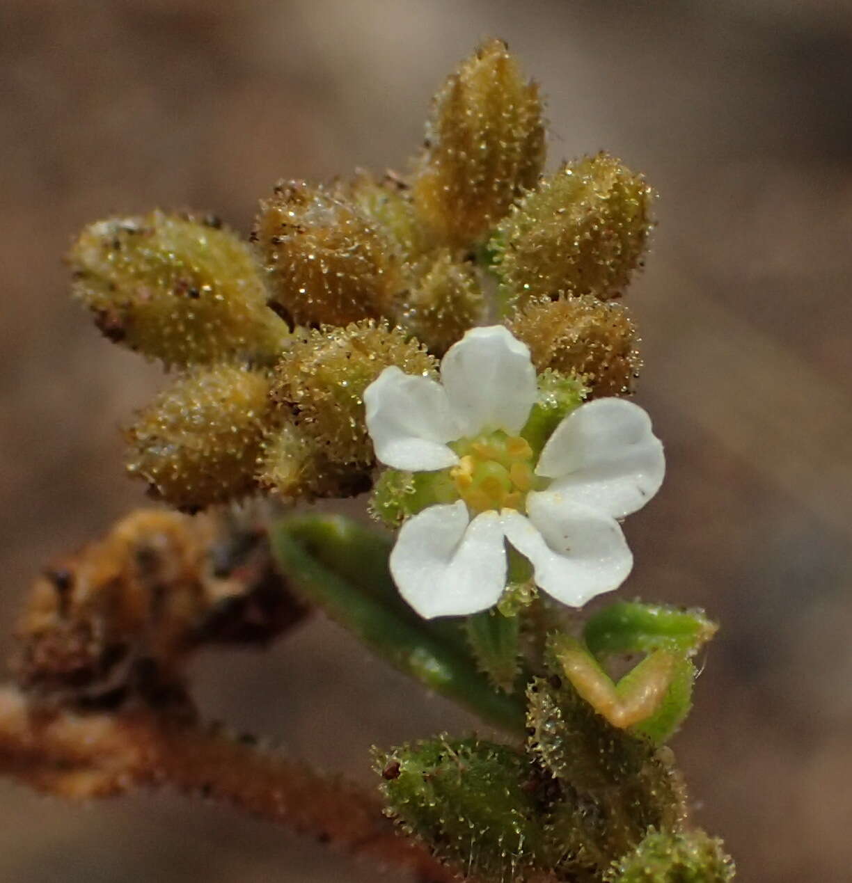 Image of Limeum viscosum (Gay) Fenzl