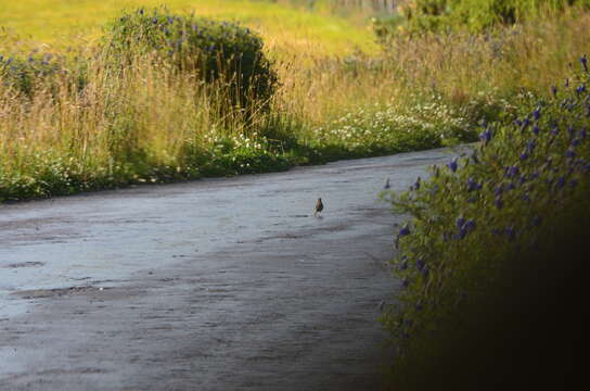 Image of Paramo Pipit