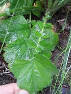 Image de Geum macrophyllum var. macrophyllum