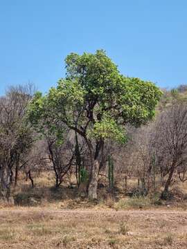 Image of Bushveld bead bean