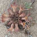 Image of California broomrape