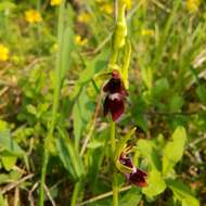 Image of Fly orchid