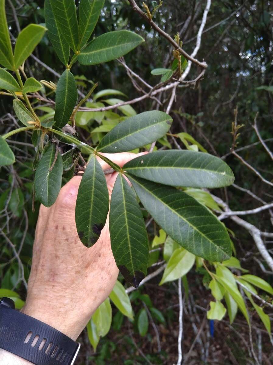 Plancia ëd Cossinia australiana S. T. Reynolds