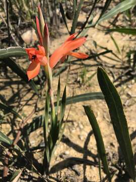 Imagem de Watsonia spectabilis Schinz