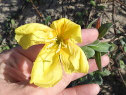 Oenothera drummondii Hook. resmi