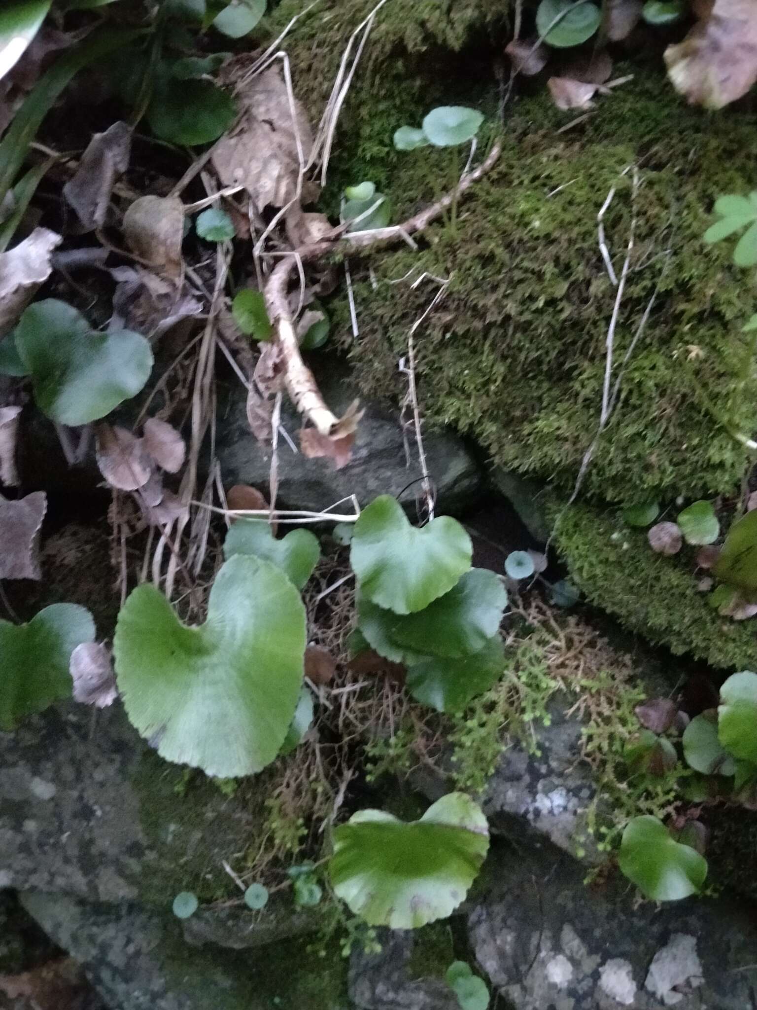 Image of lotus-leaved maidenhair fern