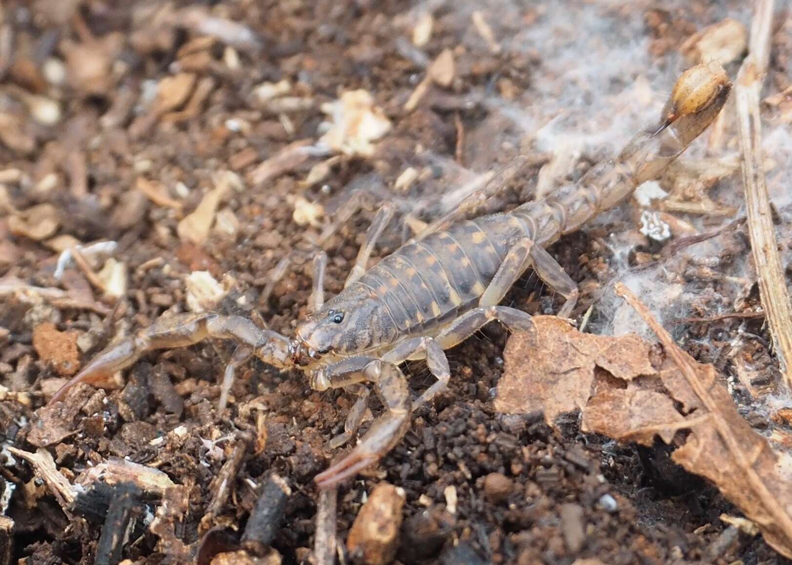 Image of Hadruroides galapagoensis Maury 1975