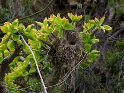 Image of Tylecodon paniculatus (L. fil.) H. Tölken