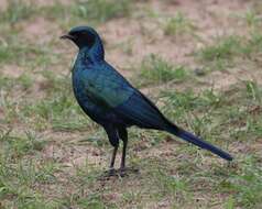 Image of Burchell's Glossy-Starling