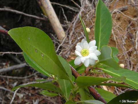 Sivun Drimys andina (Reiche) R. A. Rodríguez & M. Quezada kuva