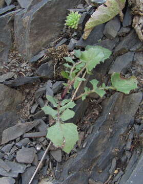 Image de Crepis sonchifolia (M. Bieb.) C. A. Mey.