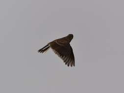 Image of Skylark