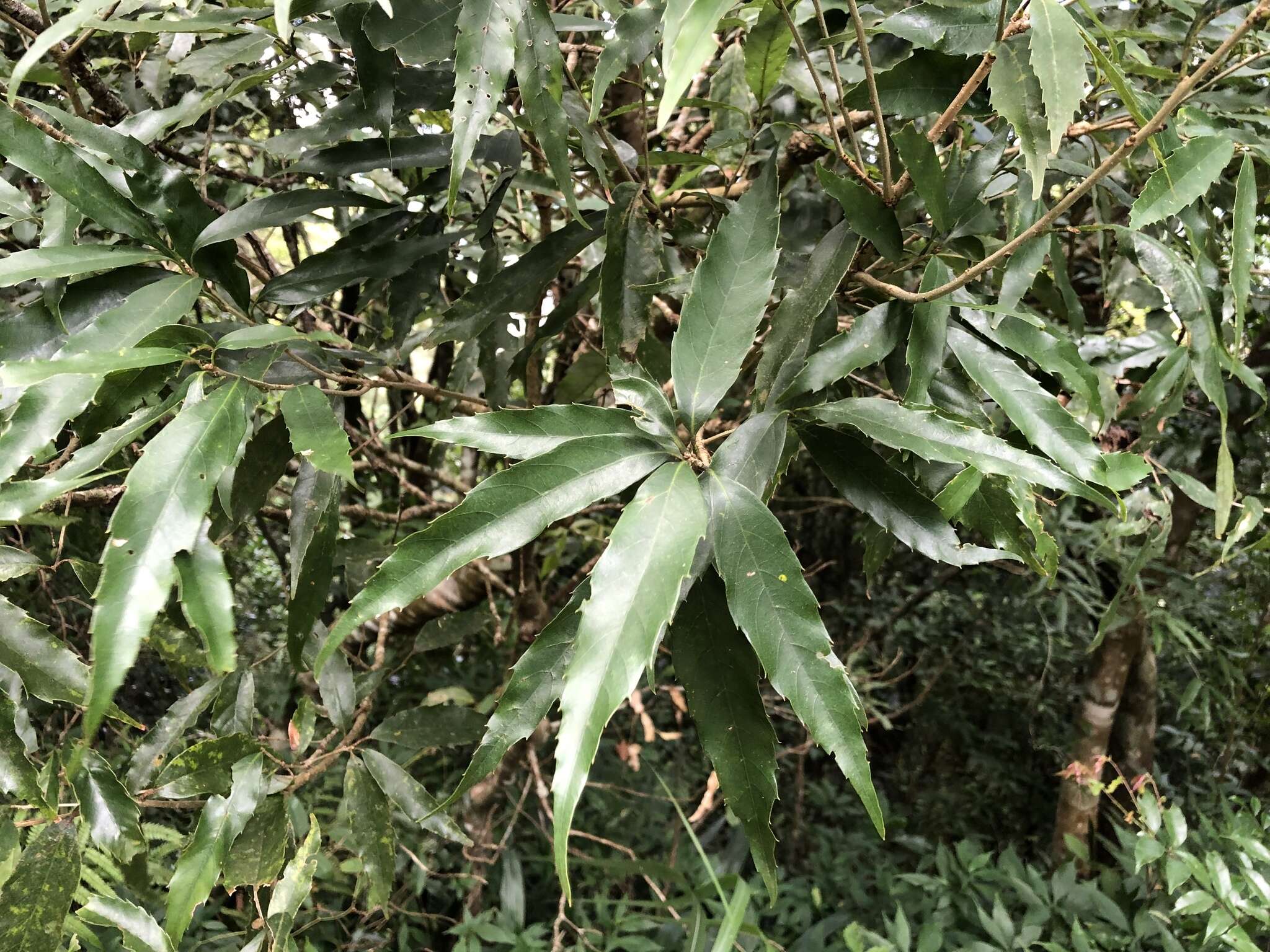 Imagem de Quercus stenophylloides Hayata