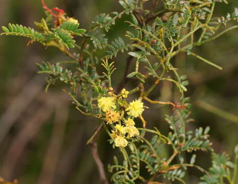 Image of Acacia terminalis (Salisb.) J. F. Macbr.