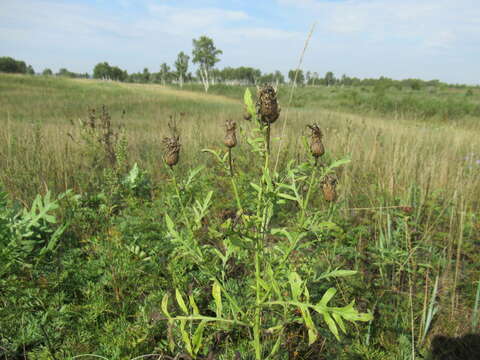 صورة Klasea centauroides (L.) Cass.