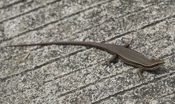 Image of Eutropis lapulapu