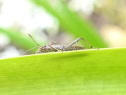 Image de Melanacanthus margineguttatus Distant 1911