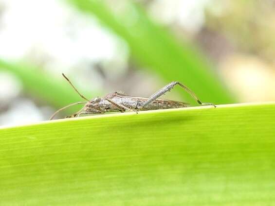 Image de Melanacanthus margineguttatus Distant 1911