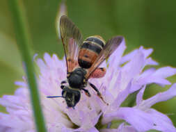 Image of Andrena hattorfiana (Fabricius 1775)