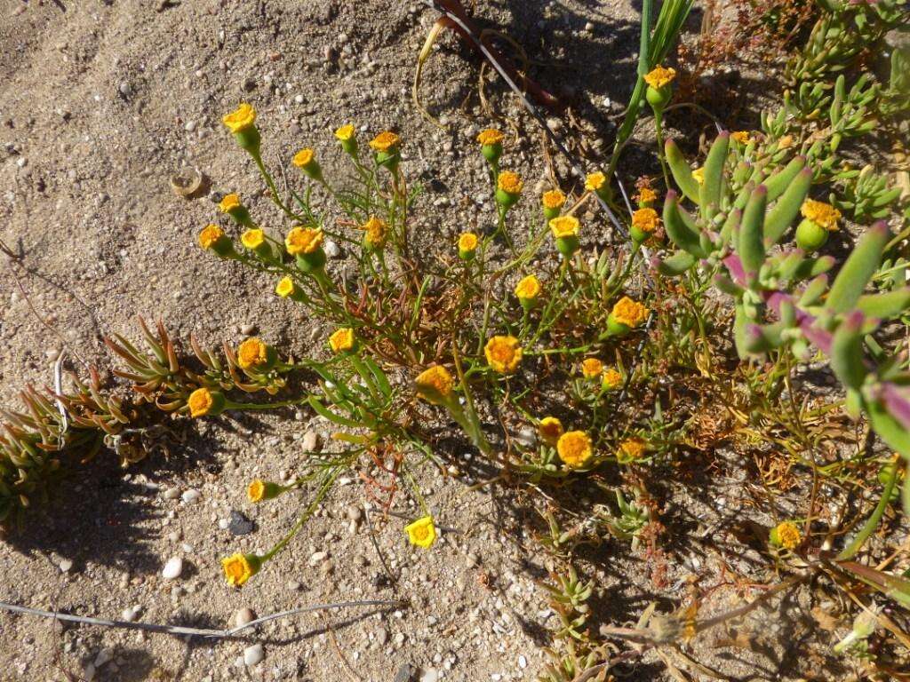 Image of Steirodiscus tagetes (L.) Schltr.