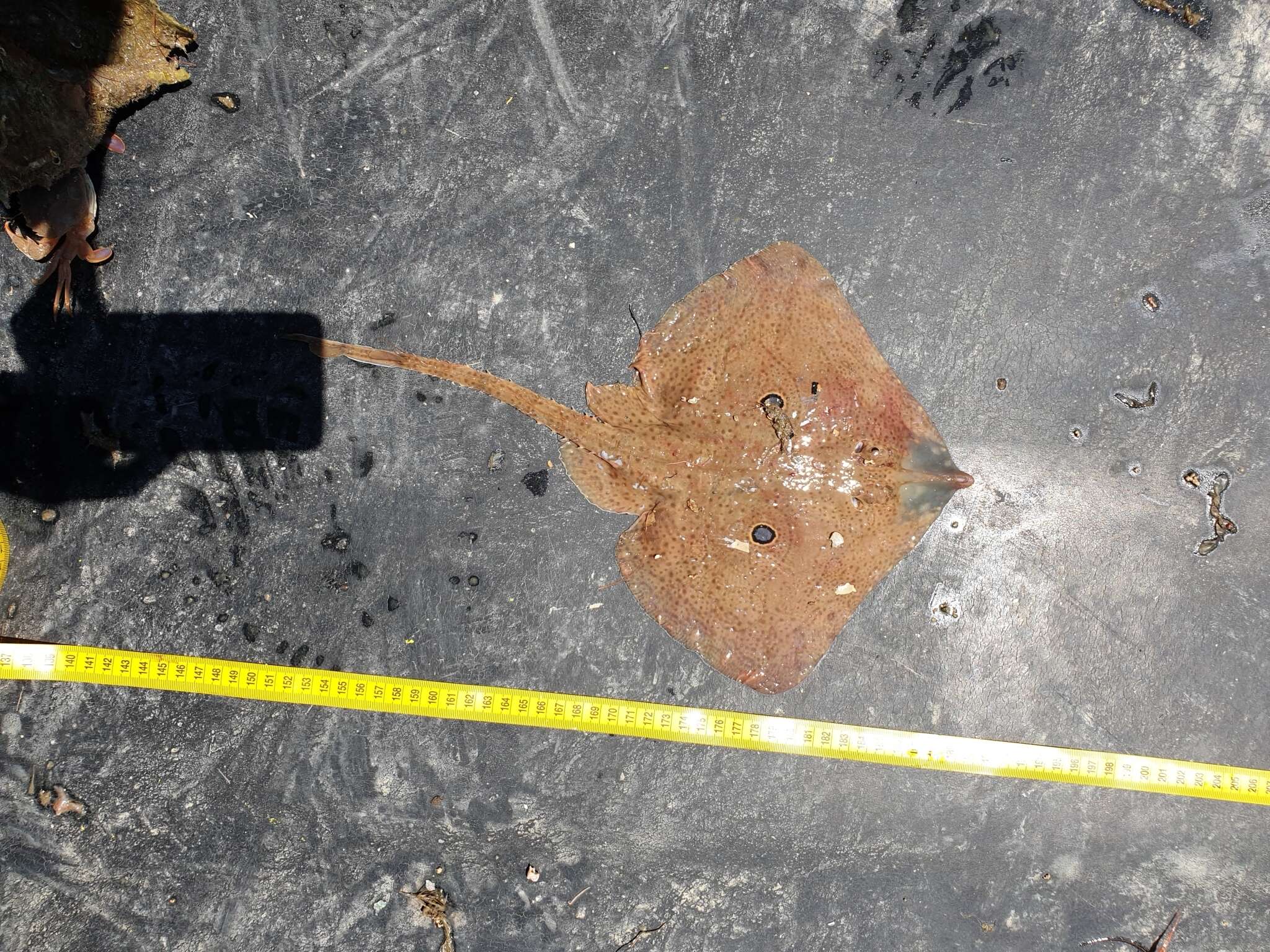 Image of Brown ray