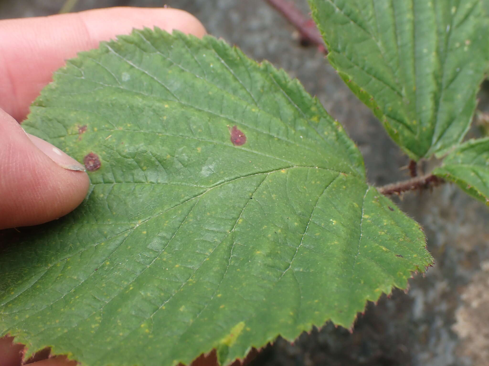 Image of Rubus erythrops E. S. Edees & A. Newton