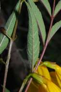 Image of Yellow bells