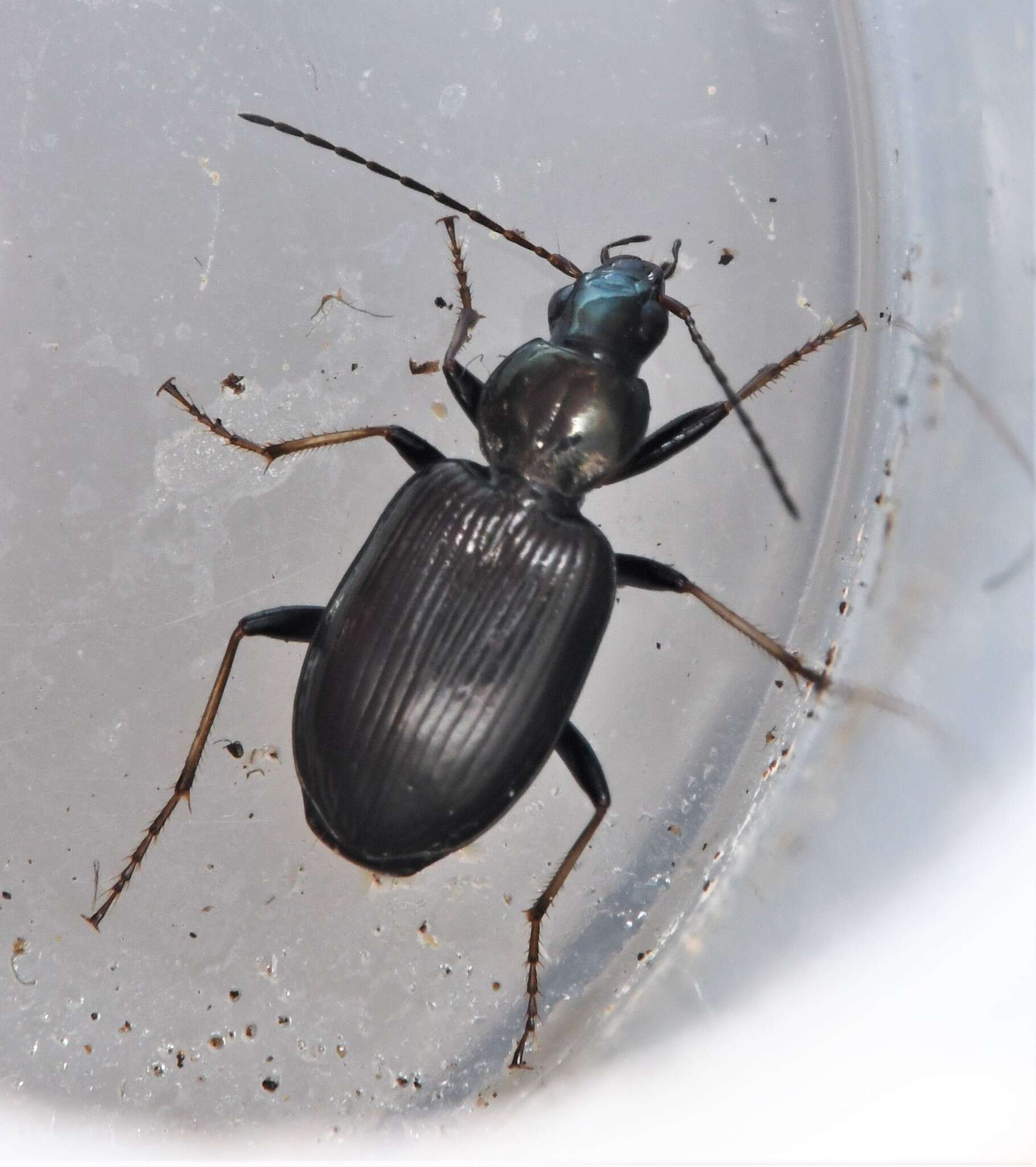 Image of Agonum (Olisares) ferreum Haldeman 1843