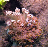 Image of Phyllodesmium rudmani Burghardt & Gosliner 2006