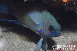 Paraplesiops poweri Ogilby 1908 resmi