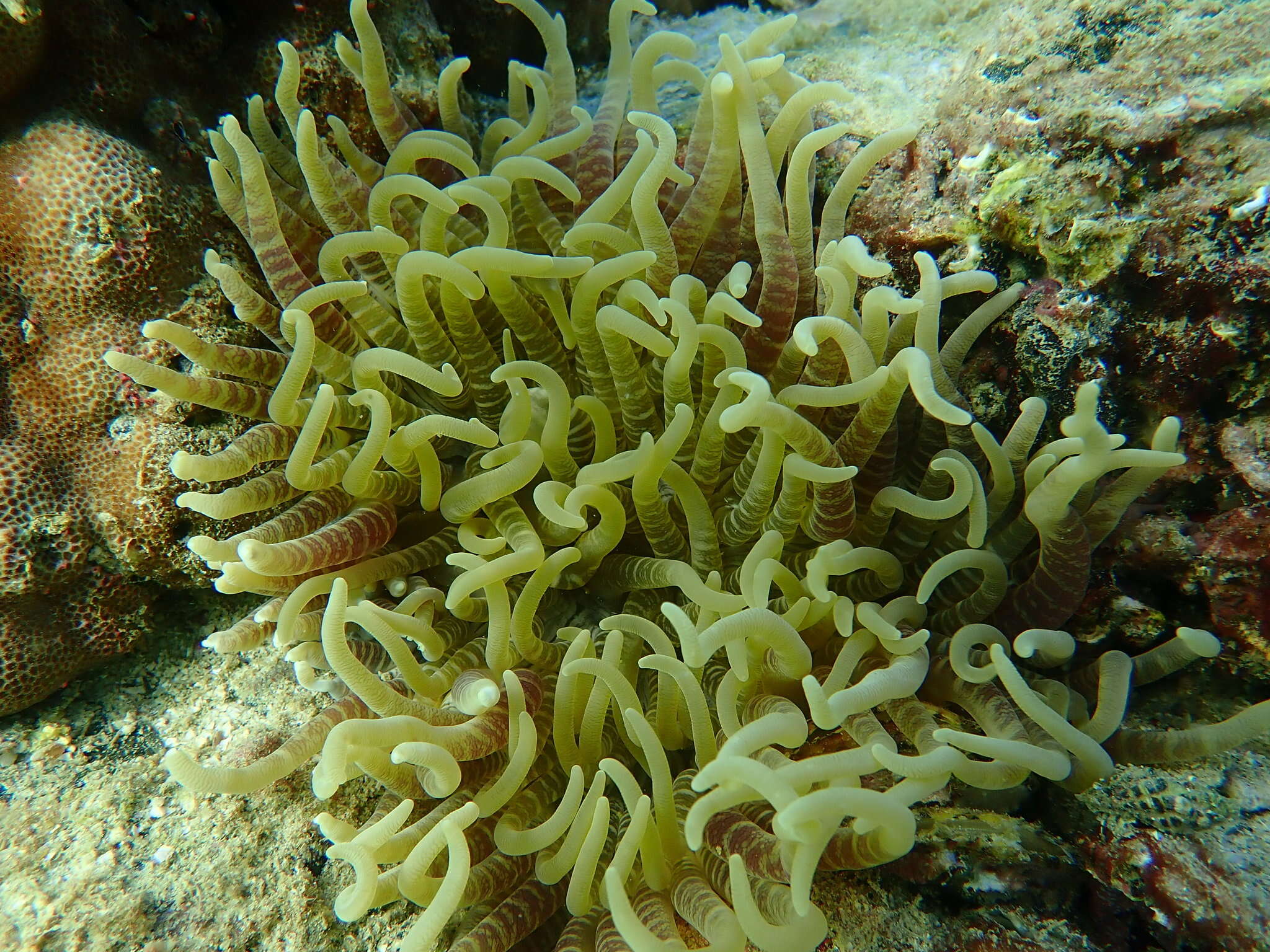 Image of Sebae Anemone