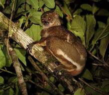 Image of Masoala Woolly Lemur