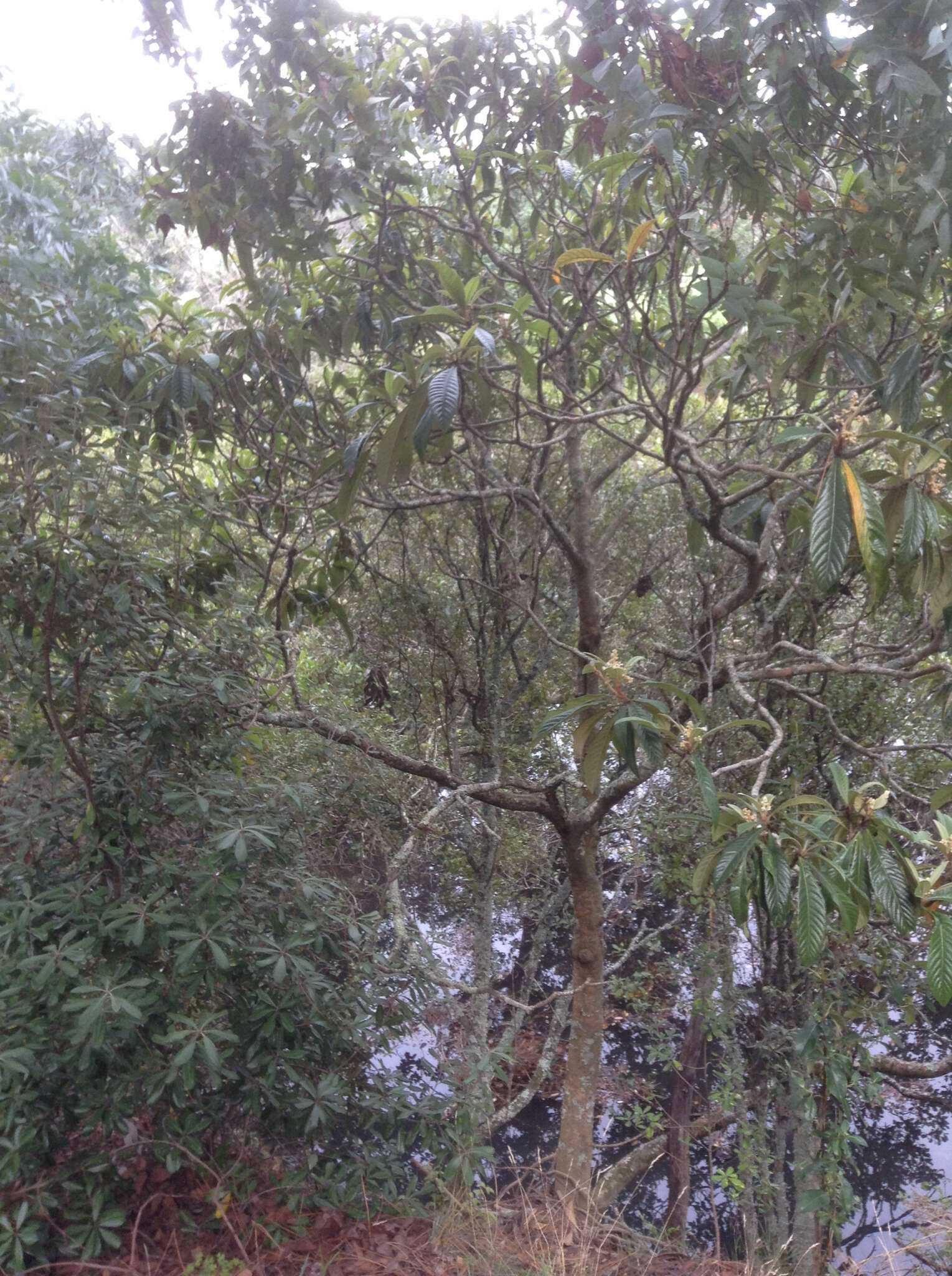 Image of Loquats