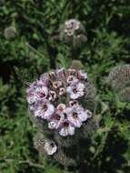 Phacelia hubbyi (J. F. Macbr.) Garrison的圖片