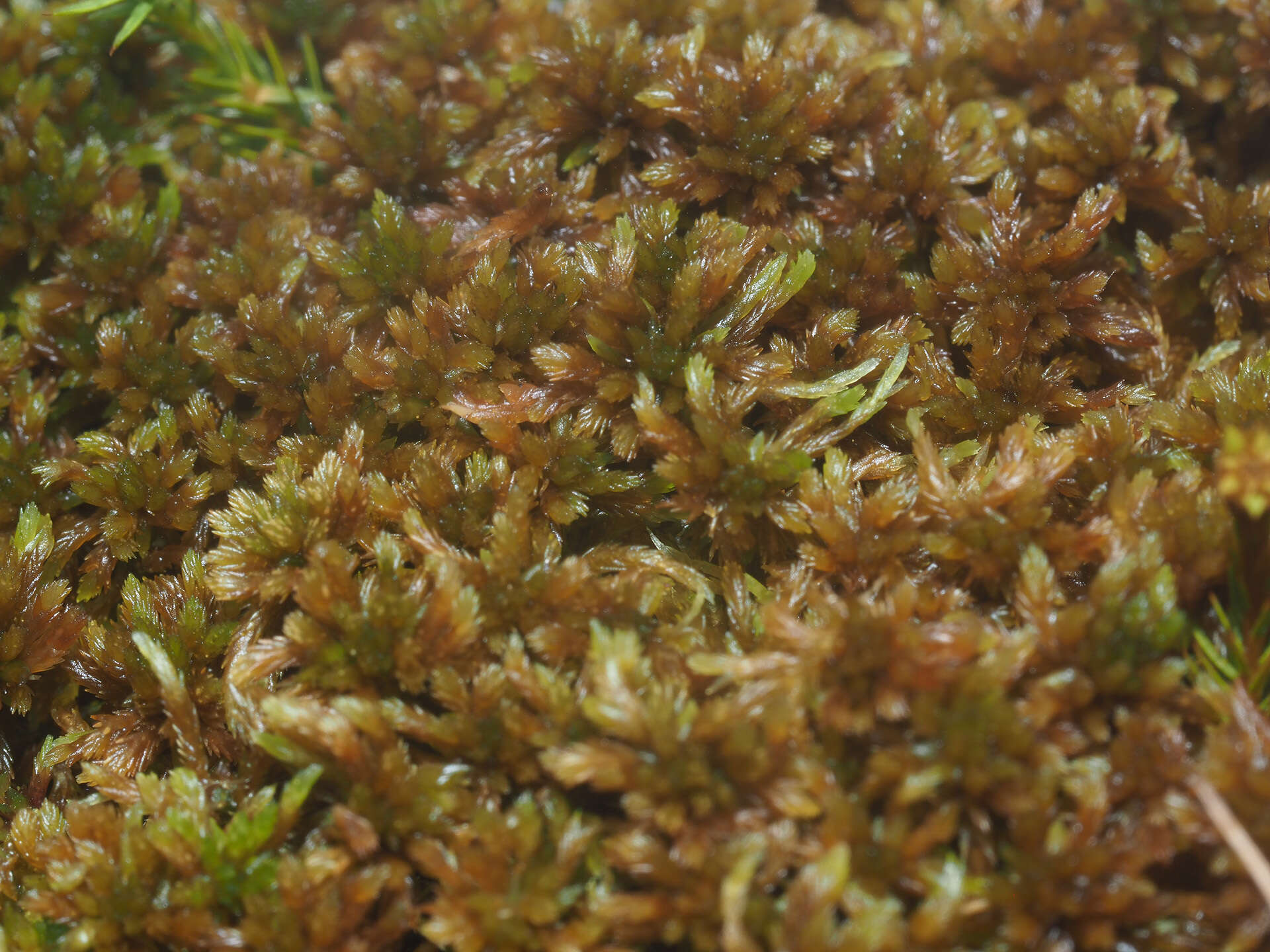 Image of sphagnum