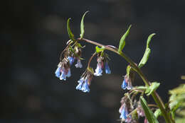 Image of Franciscan Bluebells