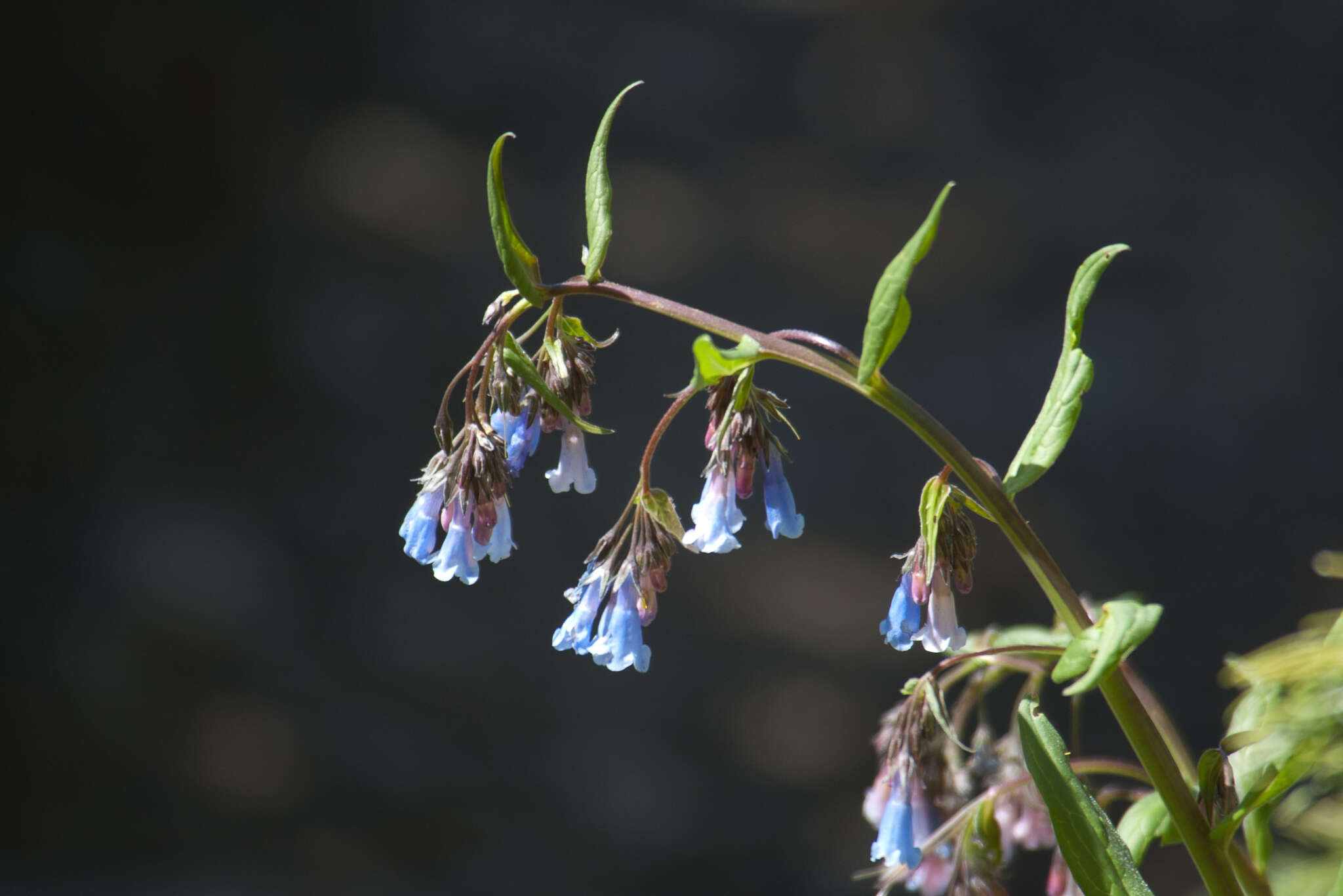 Image of Franciscan Bluebells