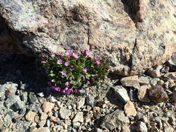 Image of alpine springbeauty