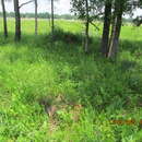 Image of <i>Rudbeckia <i>grandiflora</i></i> var. grandiflora