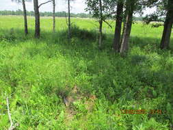 Image of <i>Rudbeckia <i>grandiflora</i></i> var. grandiflora