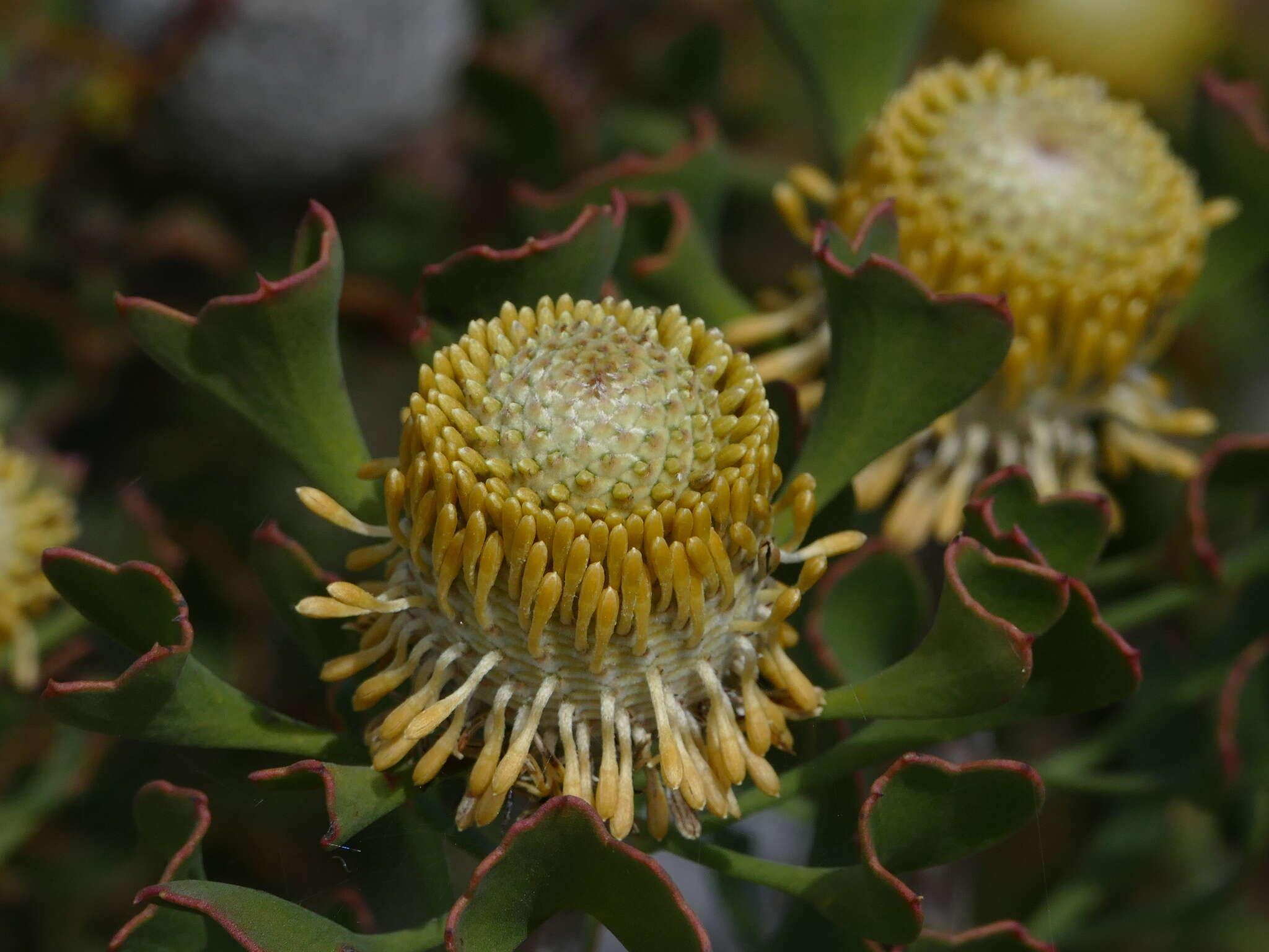 Image of Isopogon trilobus R. Br.