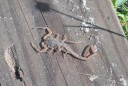 Image of Striped Bark Scorpion