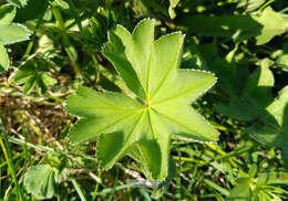 Image of hairy lady's mantle