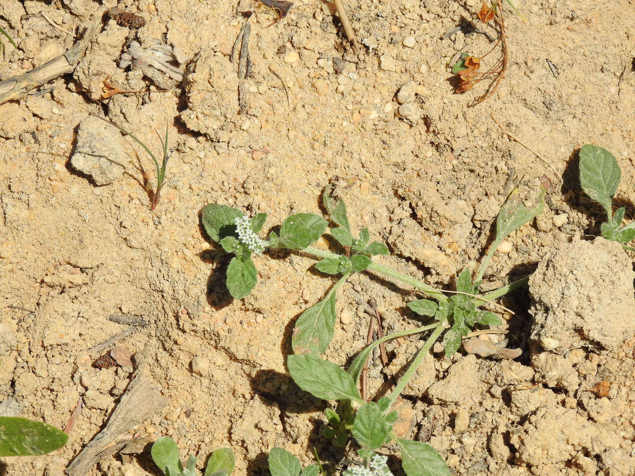 Heliotropium supinum L. resmi