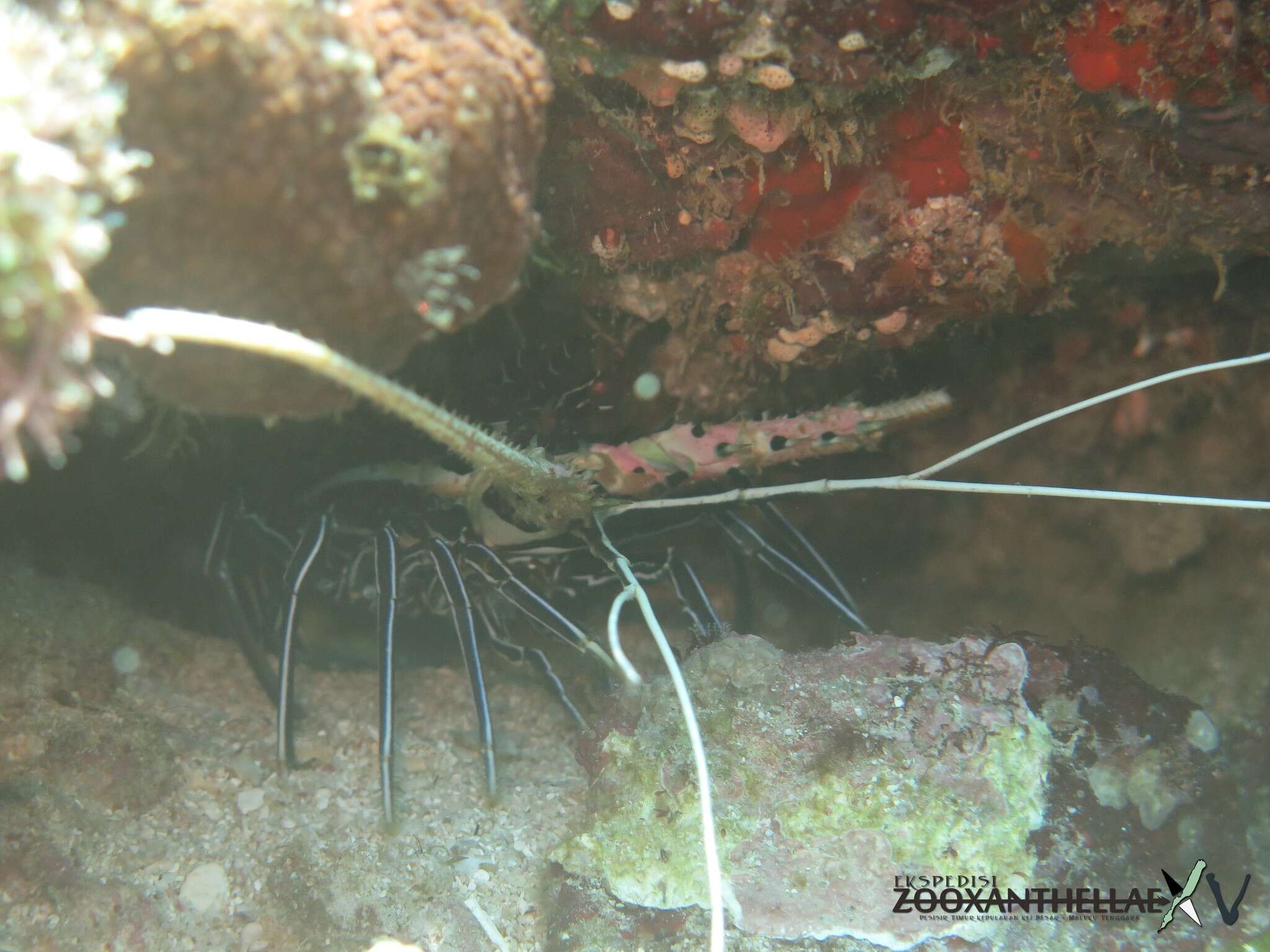 Image of Painted Spiny Lobster